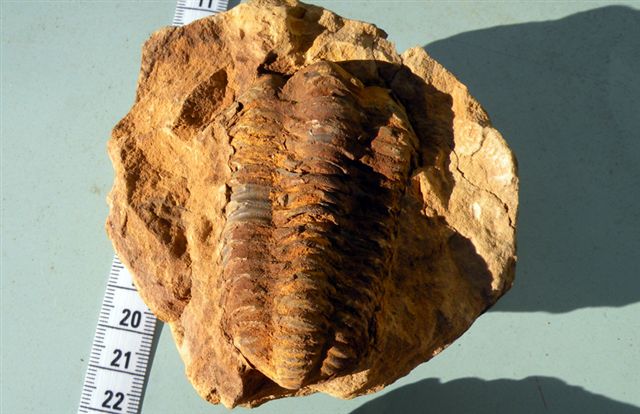Trilobiti verosimilmente marocchine - terza serie
